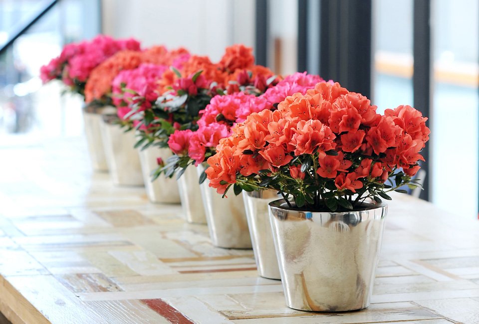 Set de 4 azalées hautes en couleur pour la maison