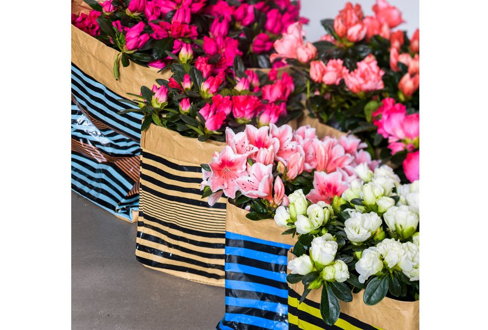 Set de 4 azalées hautes en couleur pour la maison