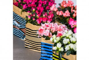 Set de 4 azalées hautes en couleur pour la maison — 7