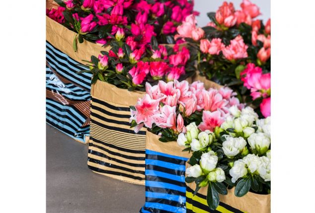 Set de 4 azalées hautes en couleur pour la maison