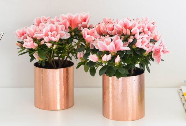 Set de 4 azalées hautes en couleur pour la maison
