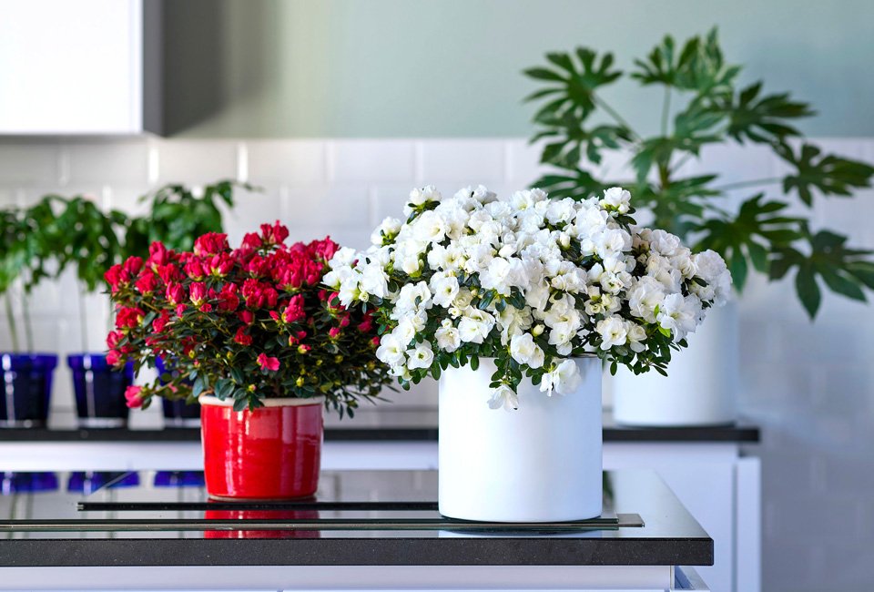 Set de 4 azalées hautes en couleur pour la maison