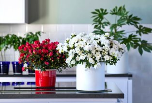 Set de 4 azalées hautes en couleur pour la maison — 9