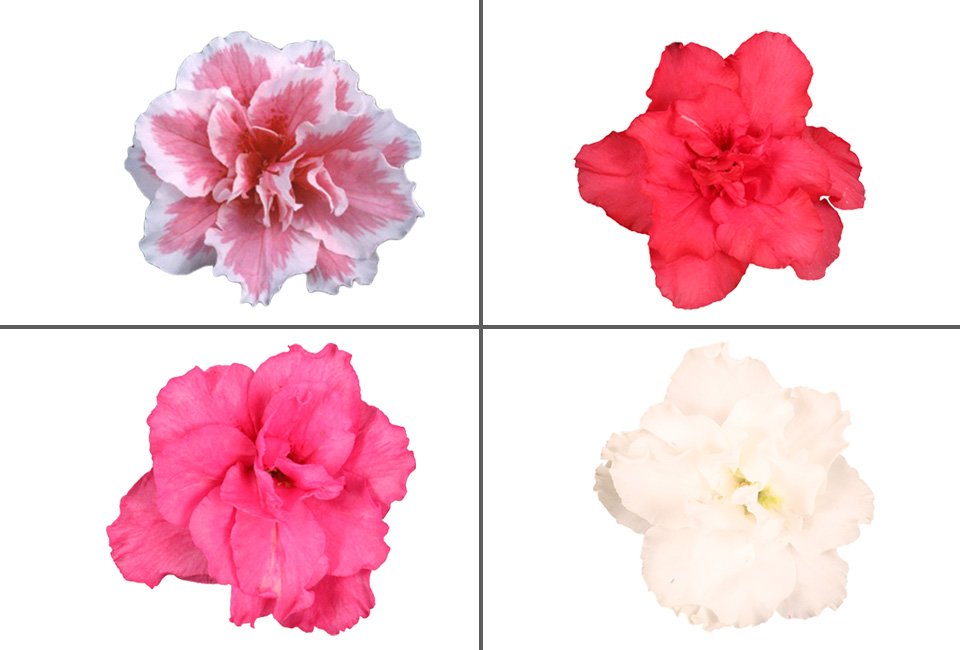 Set de 4 azalées hautes en couleur pour la maison