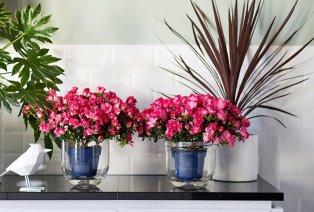 Set de 4 azalées hautes en couleur pour la maison — 11