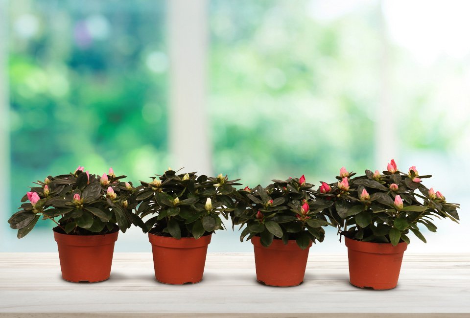 Set de 4 azalées hautes en couleur pour la maison