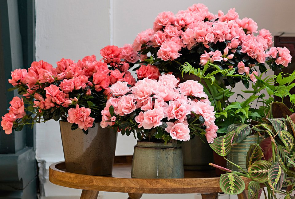 Set de 4 azalées hautes en couleur pour la maison