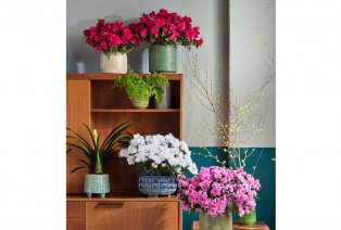 Set de 4 azalées hautes en couleur pour la maison — 3