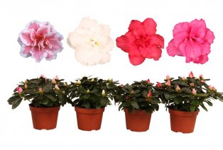 Set de 4 azalées hautes en couleur pour la maison — 4