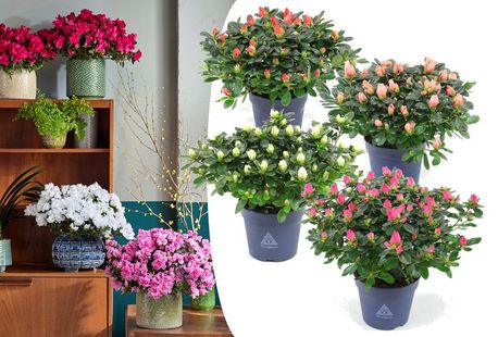 Set de 4 azalées hautes en couleur pour la maison