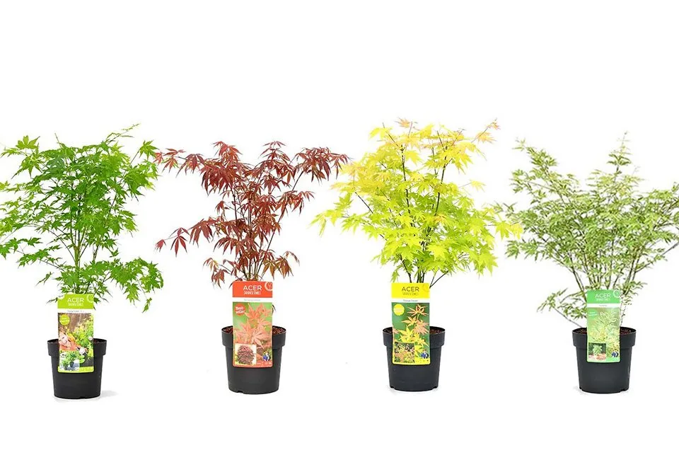 Lot de 4 &eacute;rables japonais
