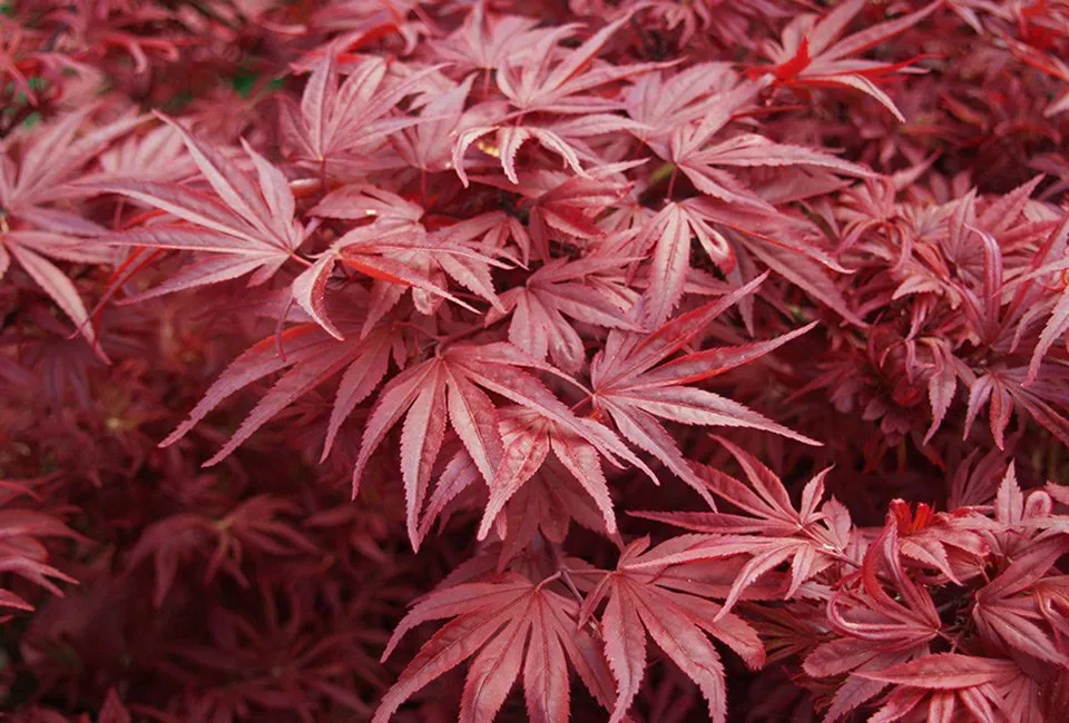 Lot de 4 &eacute;rables japonais