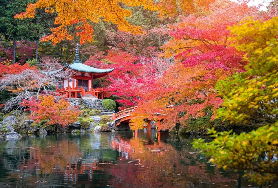 Lot de 4 &eacute;rables japonais