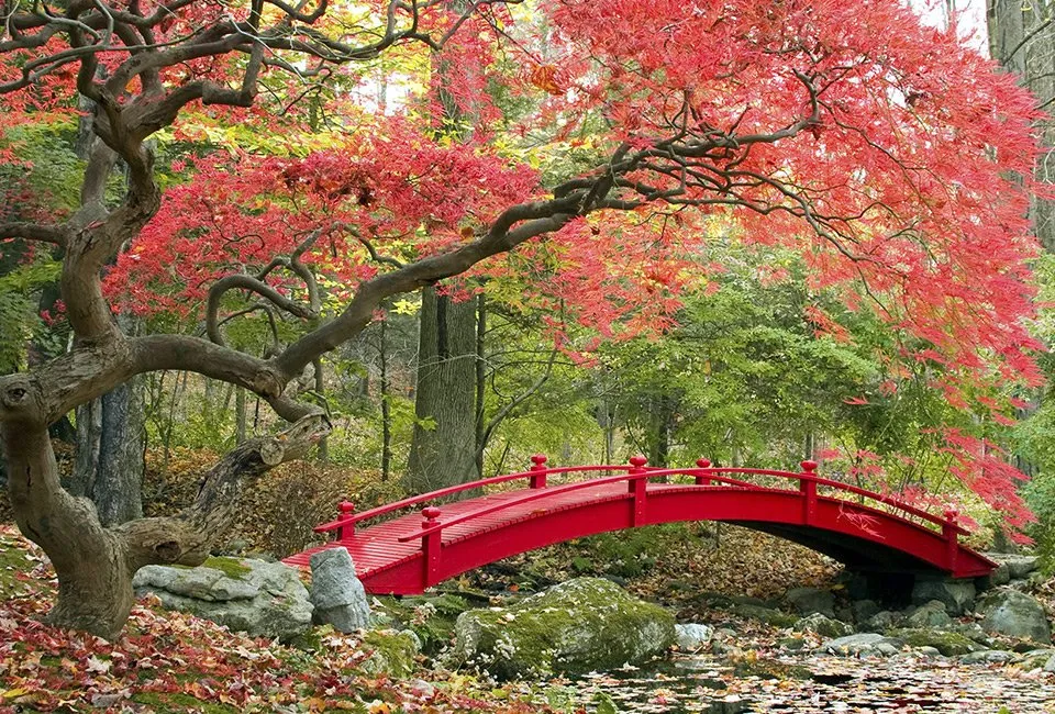 Lot de 4 &eacute;rables japonais