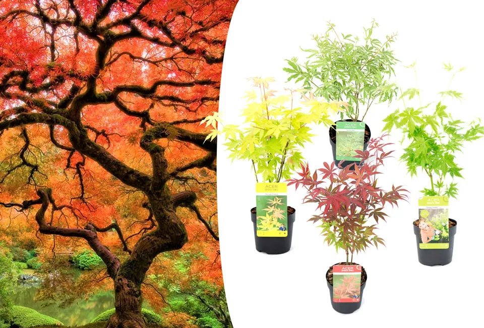 Lot de 4 &eacute;rables japonais