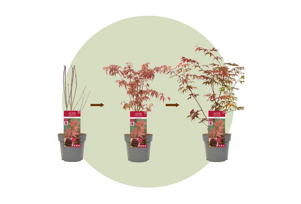 Lot de 4 &eacute;rables japonais