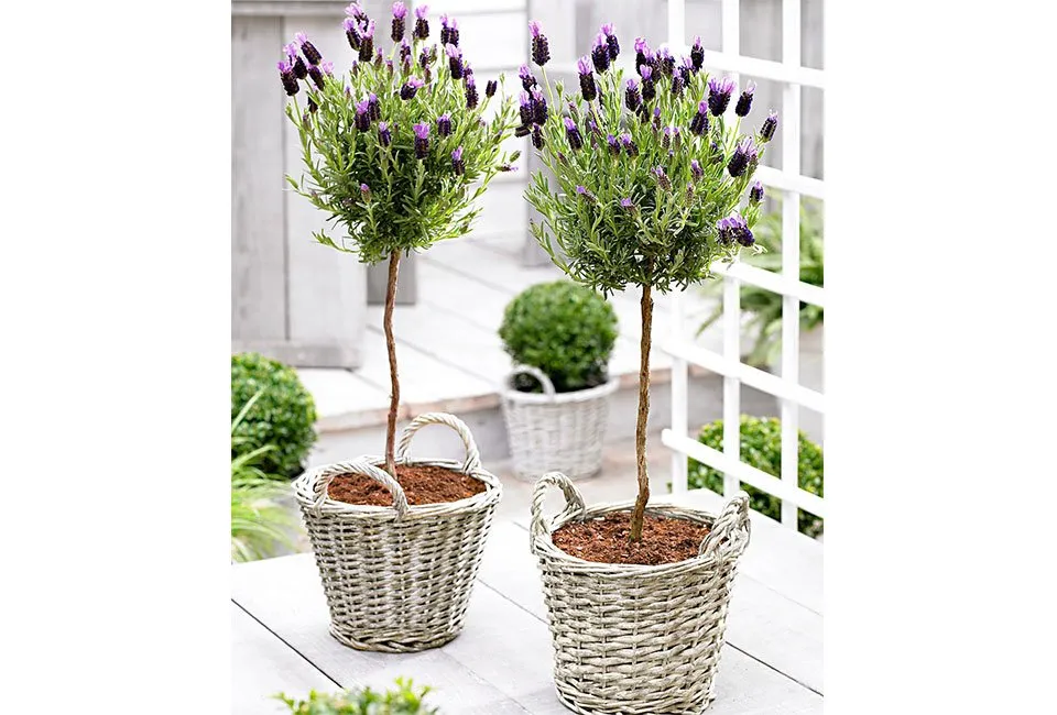 Set de 2 lavandes sur tige