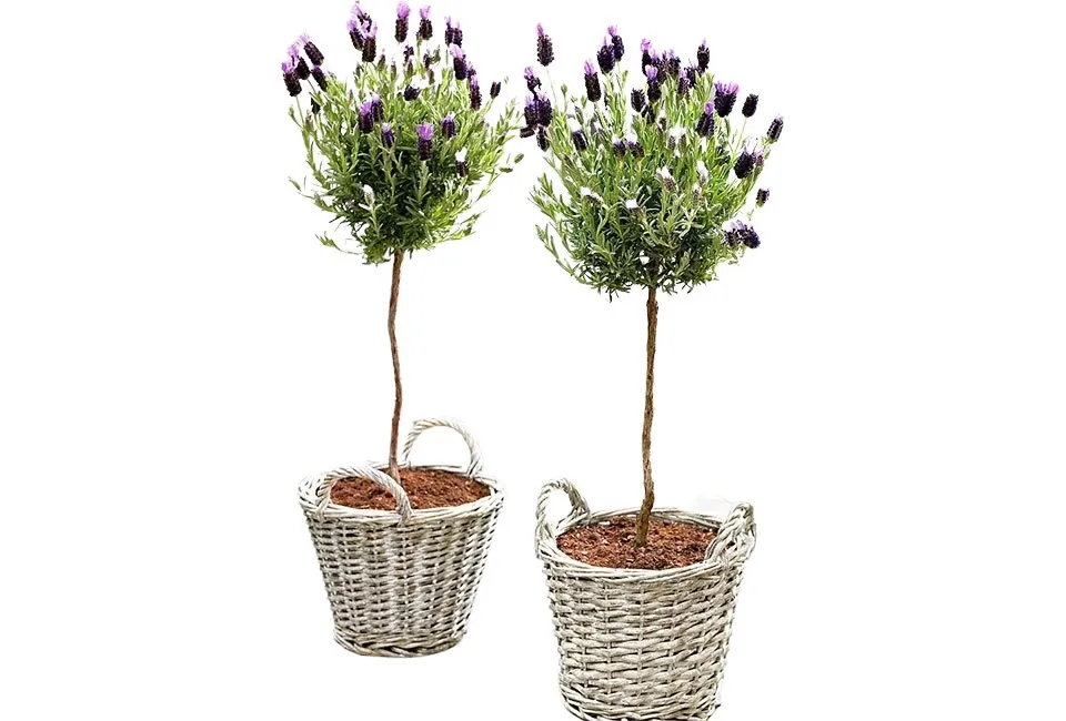 Set de 2 lavandes sur tige