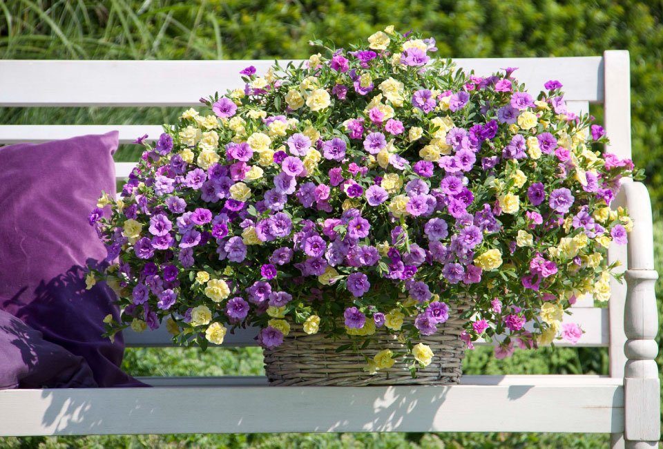 60 of 120 jonge zomerplanten