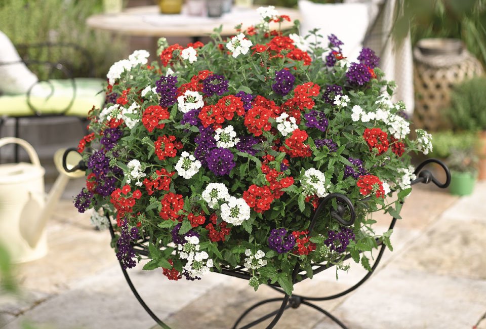 60 of 120 jonge zomerplanten