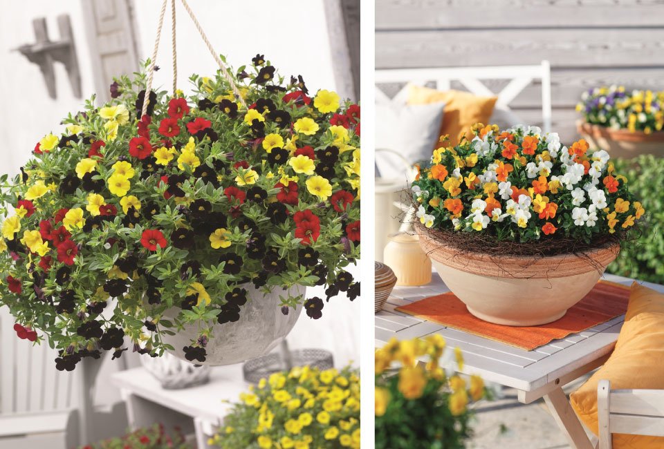60 of 120 jonge zomerplanten