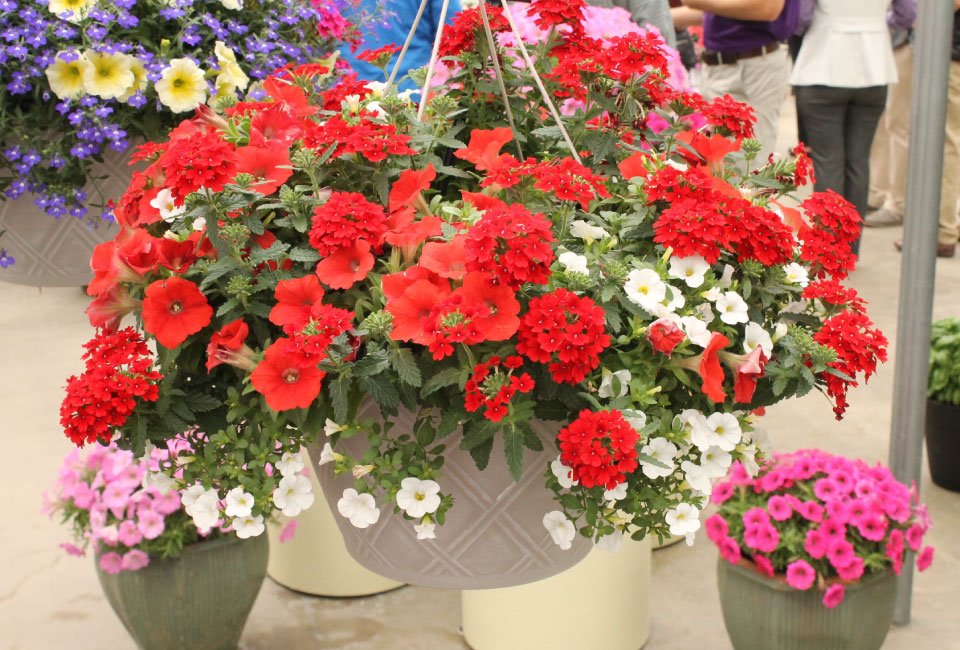 60 of 120 jonge zomerplanten