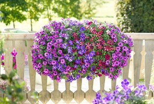 60 of 120 jonge zomerplanten — 5