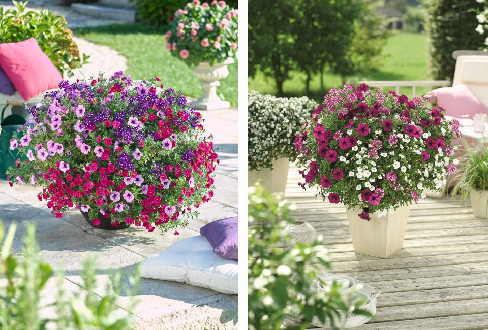 60 of 120 jonge zomerplanten
