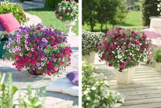 60 of 120 jonge zomerplanten — 6