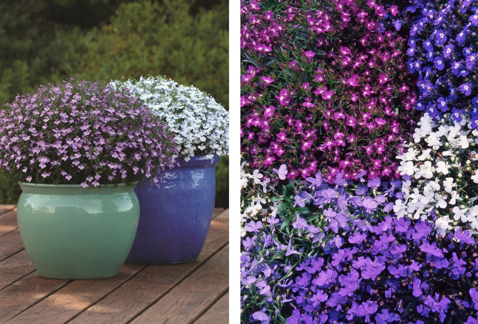 60 of 120 jonge zomerplanten