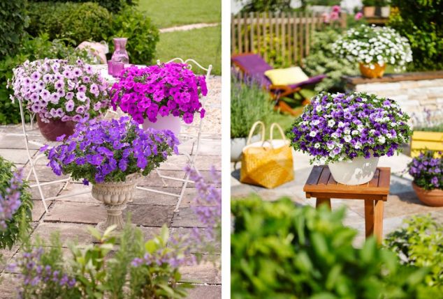 60 of 120 jonge zomerplanten