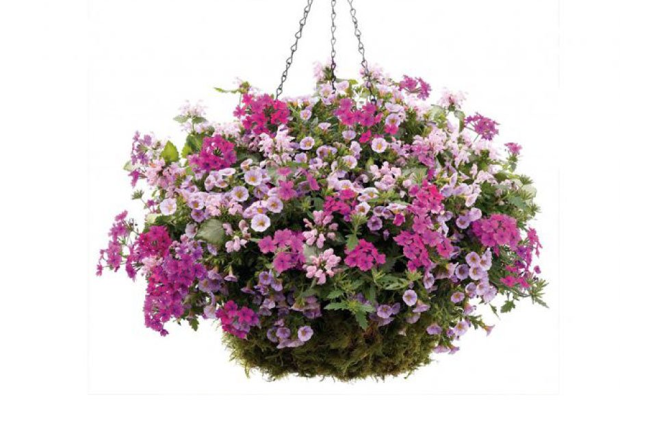 60 of 120 jonge zomerplanten