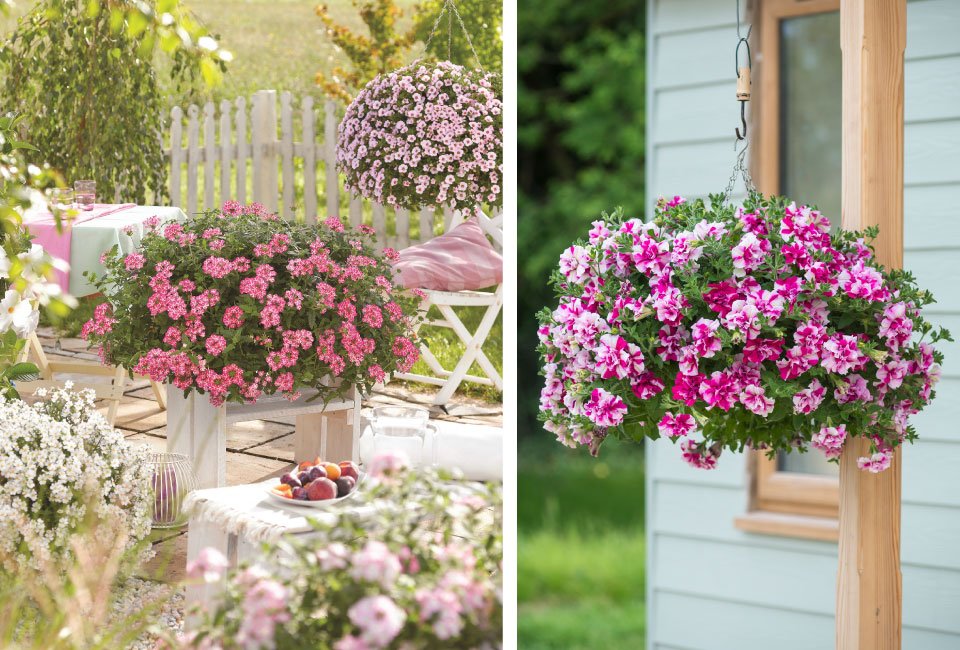 60 of 120 jonge zomerplanten