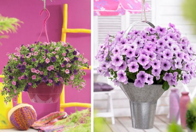 60 of 120 jonge zomerplanten