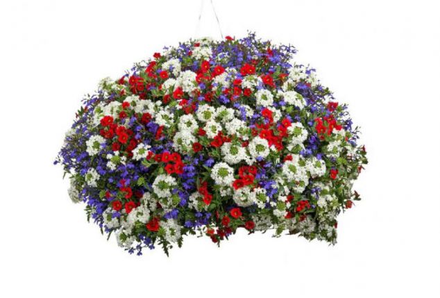 60 of 120 jonge zomerplanten