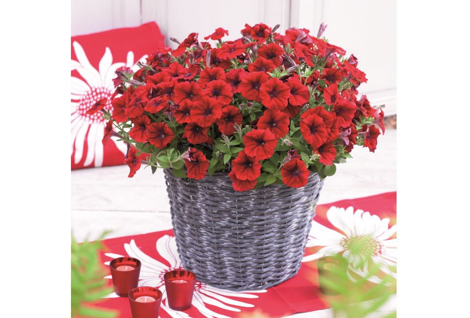 60 of 120 jonge zomerplanten