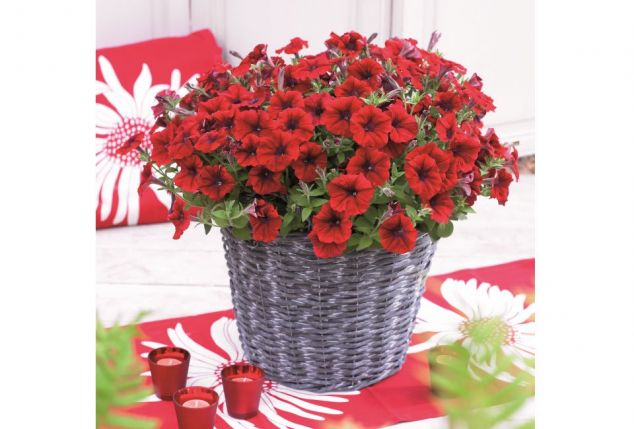 60 of 120 jonge zomerplanten