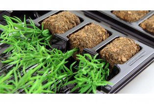 60 of 120 jonge zomerplanten — 14