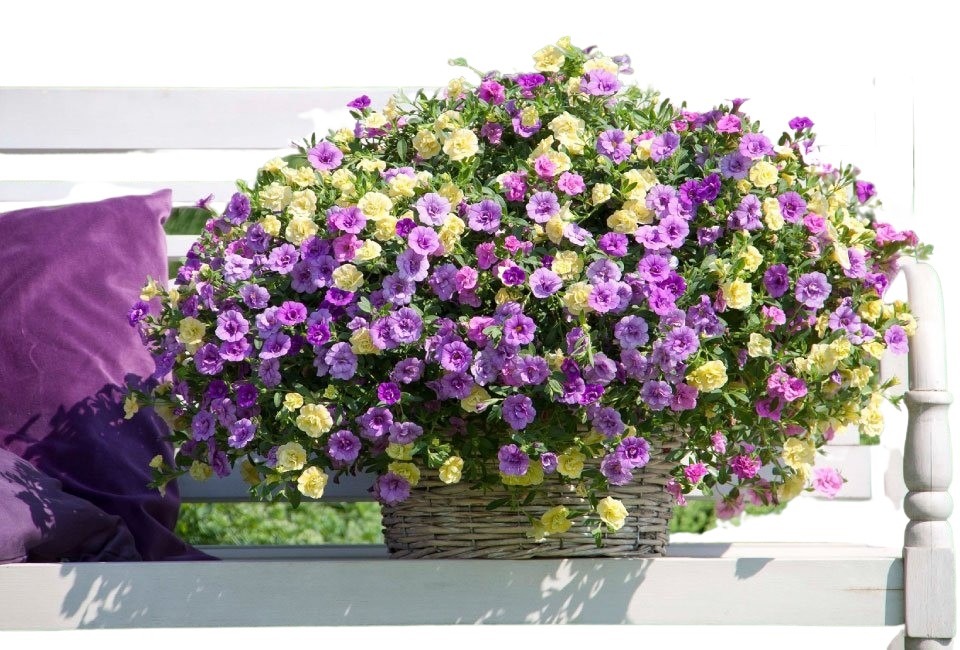 60 of 120 jonge zomerplanten