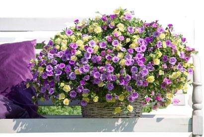 60 of 120 jonge zomerplanten — 15