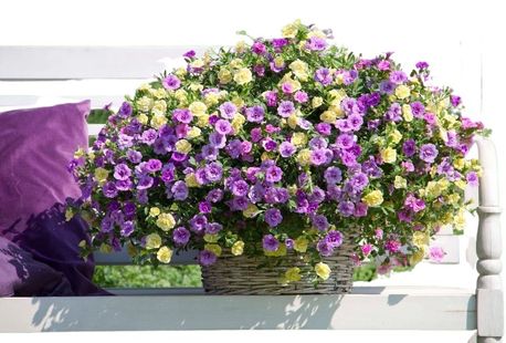 60 of 120 jonge zomerplanten