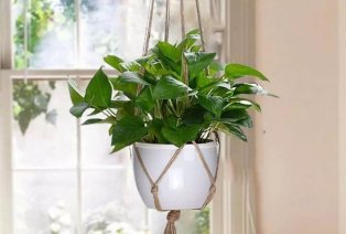 Set de 2 ou 4 chouettes suspensions pour plantes — 5