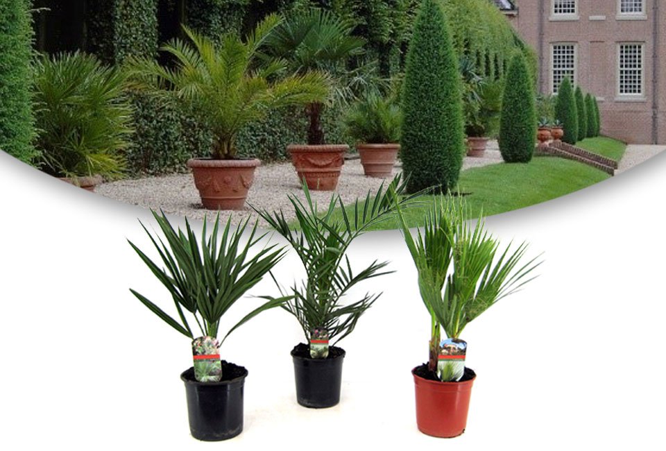 Conjunto de 3 palmeras diferentes de exteriores