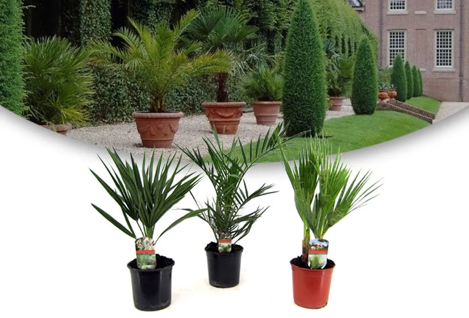 Zestaw 3 r&oacute;żnych palm do ogrodu lub na taras