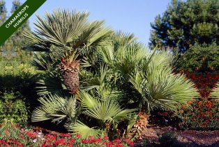 Conjunto de 3 palmeras diferentes de exteriores — 3