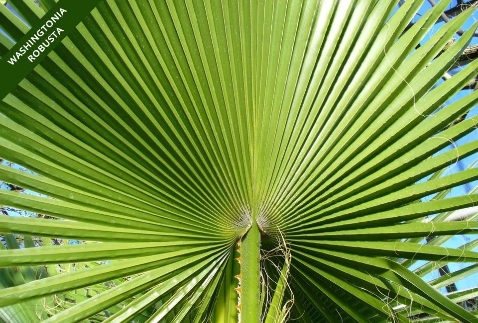 Zestaw 3 r&oacute;żnych palm do ogrodu lub na taras