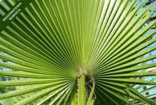 Conjunto de 3 palmeras diferentes de exteriores — 4