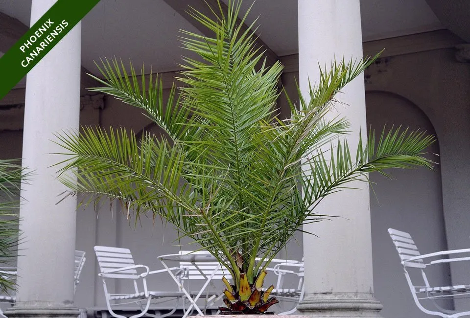 Zestaw 3 r&oacute;żnych palm do ogrodu lub na taras