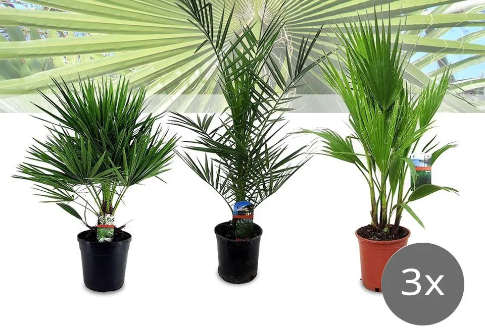 Zestaw 3 r&oacute;żnych palm do ogrodu lub na taras