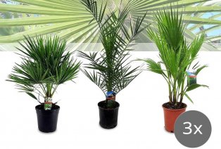 Conjunto de 3 palmeras diferentes de exteriores — 6